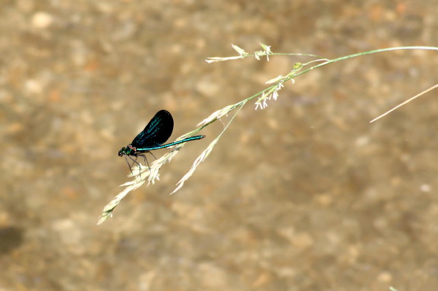 Calopteryx?